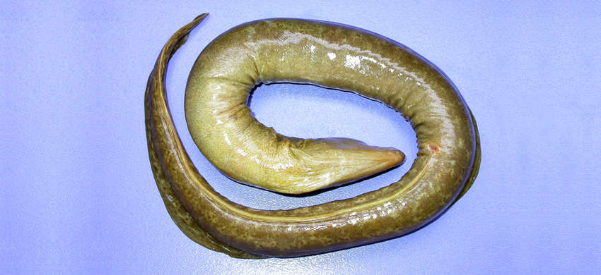 Image of Taiwanese moray eel