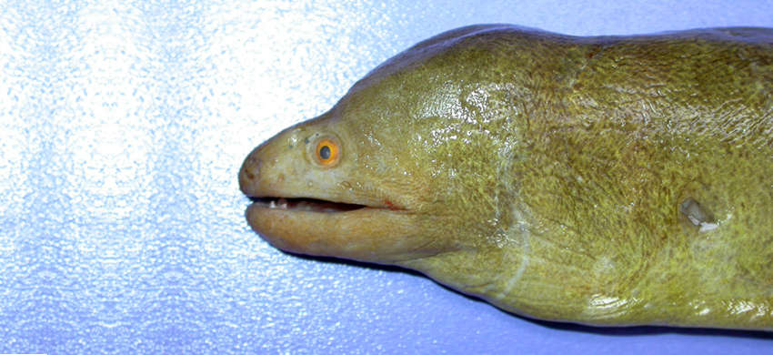 Image of Taiwanese moray eel