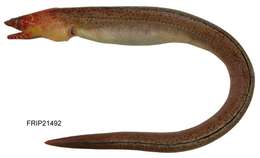 Image of Brachysomophis