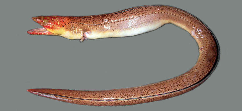 Image of Brachysomophis