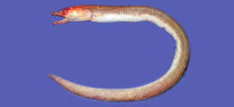 Image of Brachysomophis