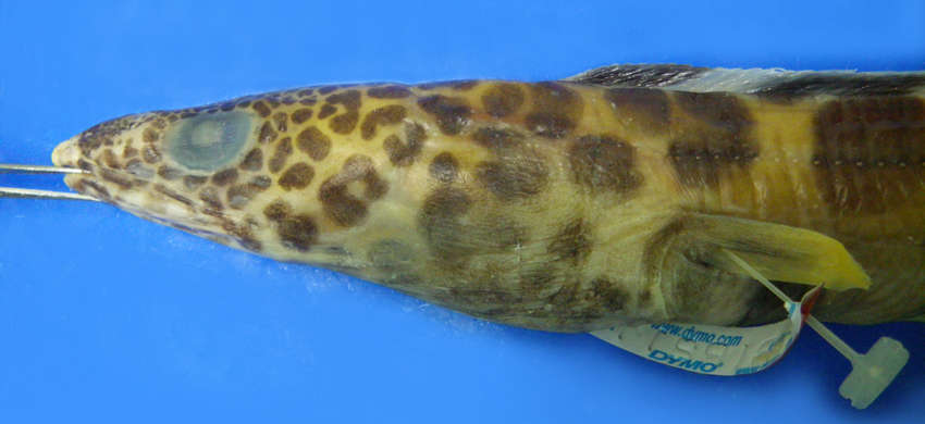 Image of barred conger
