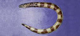 Image of barred conger