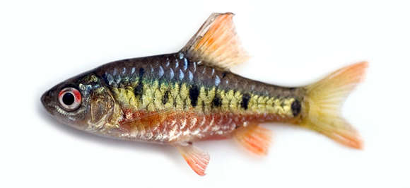 Image of Barb Fish