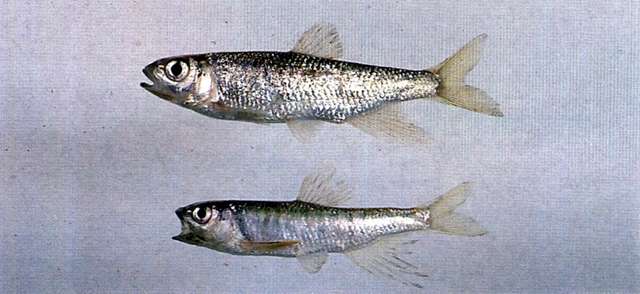 Image de Opsariichthys