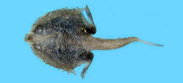 Image of Halieutopsis