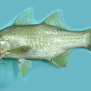 Image of Eight-fingered threadfin