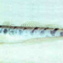 Image de Pseudapocryptes elongatus (Cuvier 1816)