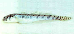 Image of Pseudapocryptes