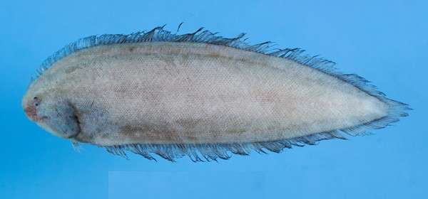 Image of Giant tonguefish