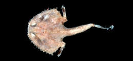 Image of Halicmetus