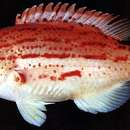 Image of Red-sashed hogfish