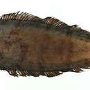 Image of Pepperdot Tonguefish