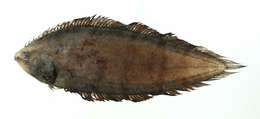 Image of Pepperdot Tonguefish