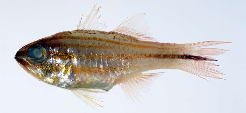 Image of Cardinalfish