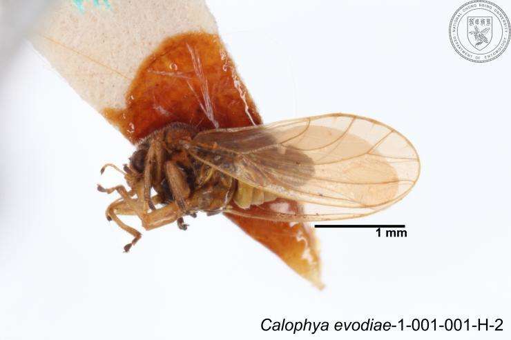 صورة Calophyidae