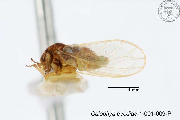 Image of Calophyidae