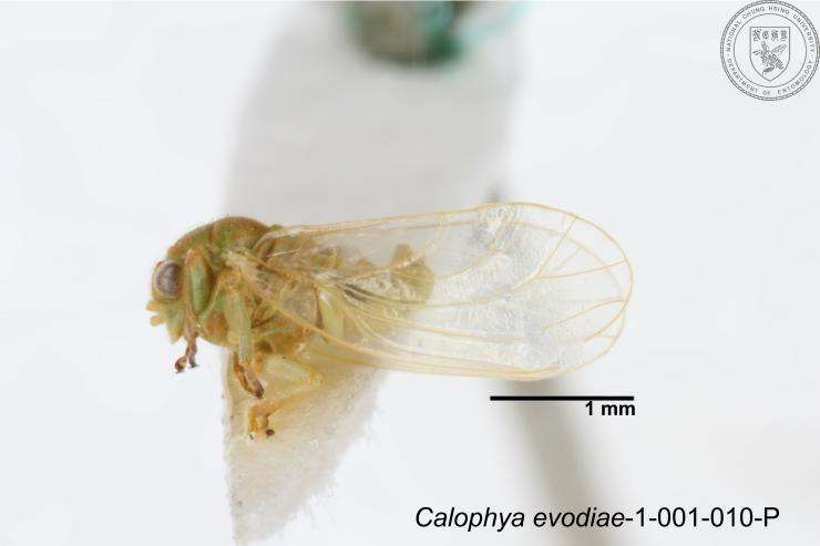 Image of Calophyidae