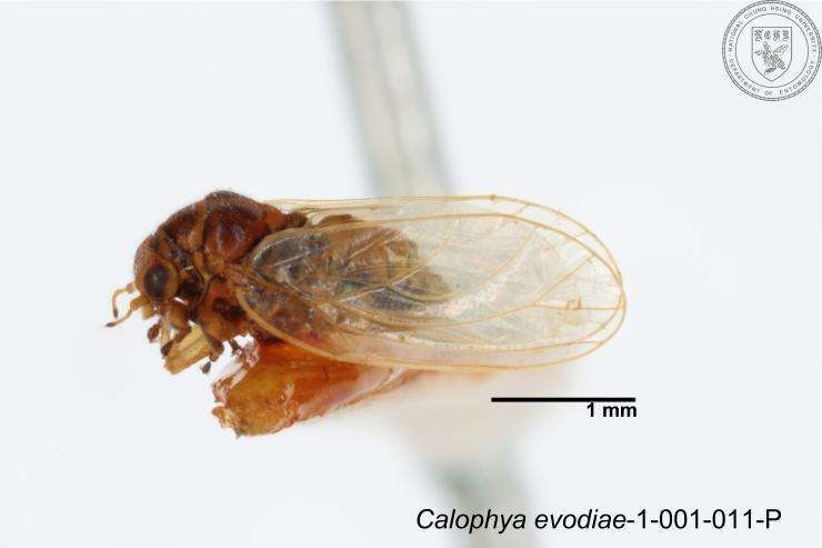 Image of Calophyidae