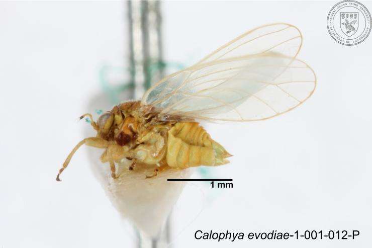 Imagem de Calophyidae