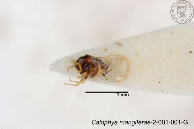 Image de Calophyidae