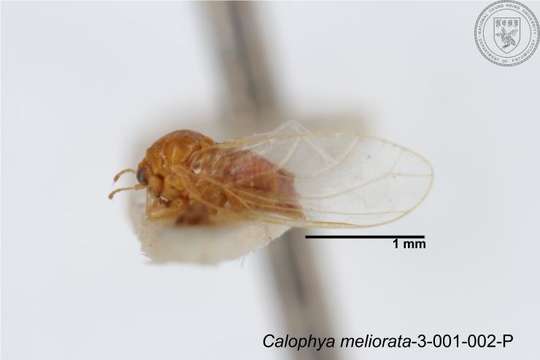 Image of Calophya meliorata Yang 1984