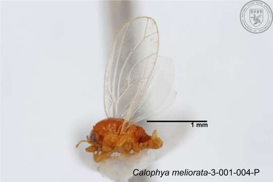 Image of Calophya meliorata Yang 1984