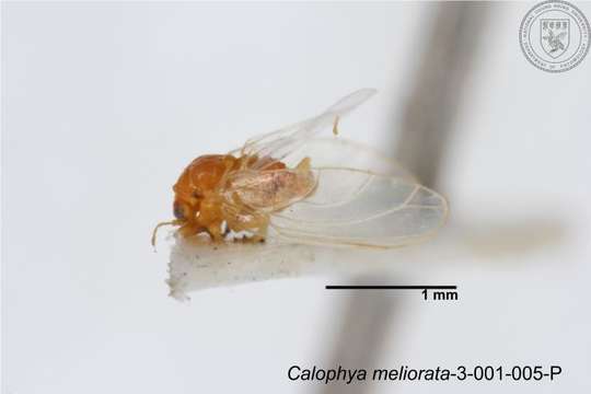 Image of Calophya meliorata Yang 1984