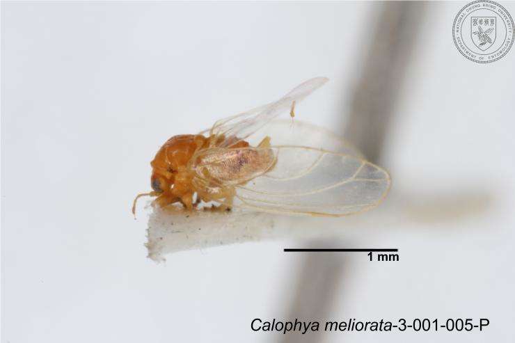 Image of Calophya meliorata Yang 1984