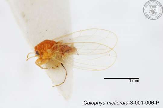 Image of Calophya meliorata Yang 1984