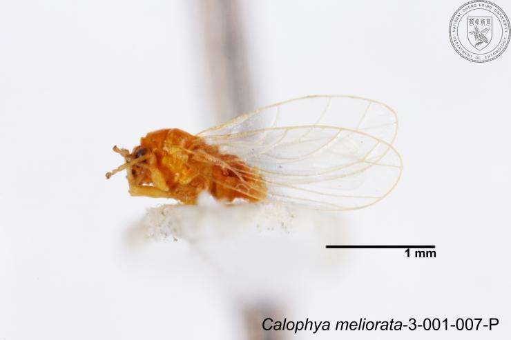 Image of Calophya meliorata Yang 1984