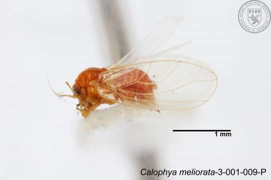 Image of Calophya meliorata Yang 1984