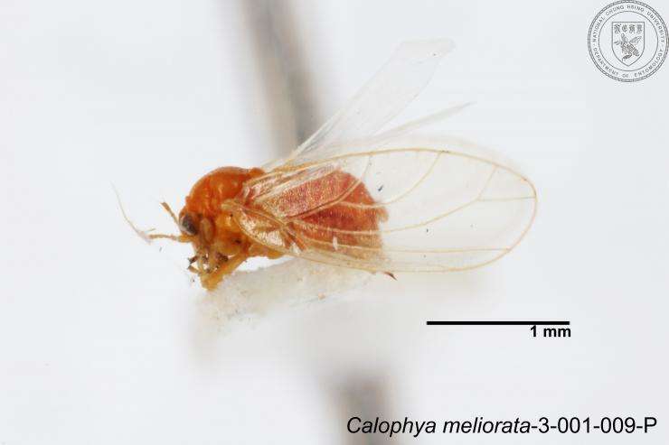 Image of Calophya meliorata Yang 1984