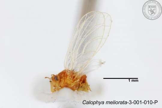 Image of Calophya meliorata Yang 1984