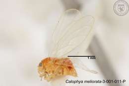 Image of Calophya meliorata Yang 1984