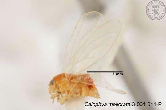 Image of Calophya meliorata Yang 1984