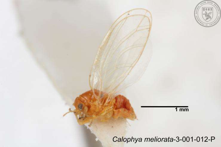 Image of Calophya meliorata Yang 1984