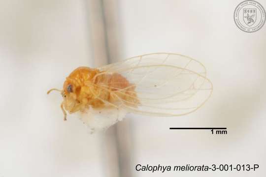 Image of Calophya meliorata Yang 1984