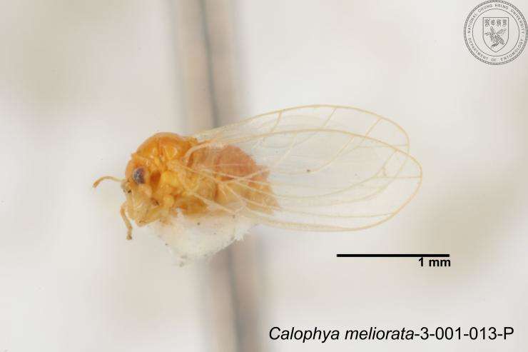 Image of Calophya meliorata Yang 1984