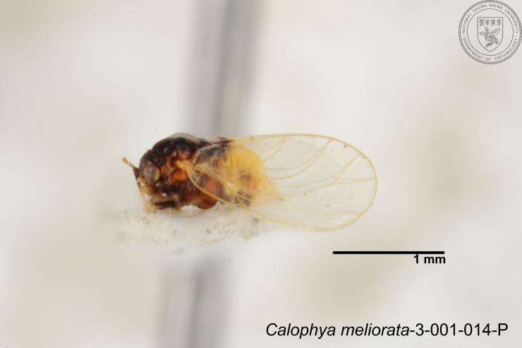 Image of Calophya meliorata Yang 1984