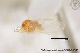 Image of Calophya meliorata Yang 1984