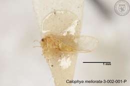 Image of Calophya meliorata Yang 1984