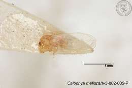 Image of Calophya meliorata Yang 1984