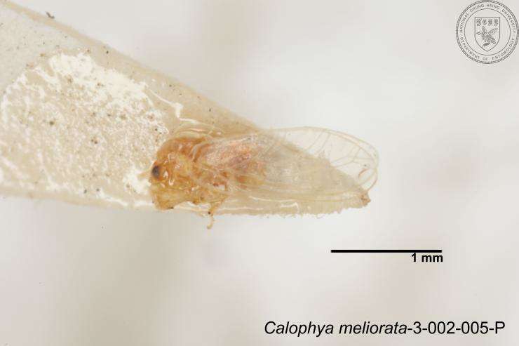 Image of Calophya meliorata Yang 1984