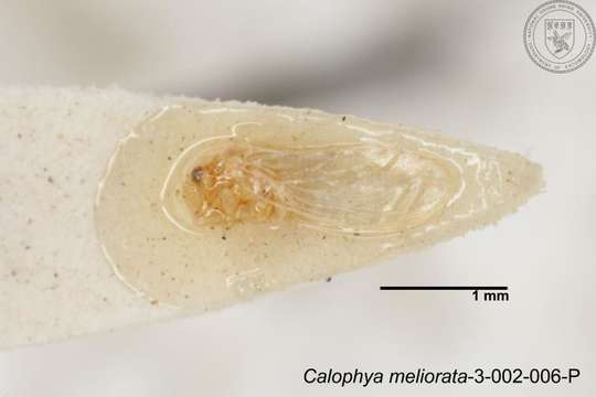 Image of Calophya meliorata Yang 1984