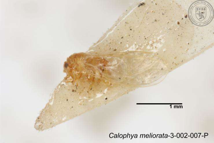 Image of Calophya meliorata Yang 1984