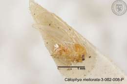 Image of Calophya meliorata Yang 1984