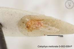 Image of Calophya meliorata Yang 1984