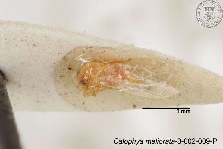 Image of Calophya meliorata Yang 1984