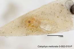 Image of Calophya meliorata Yang 1984